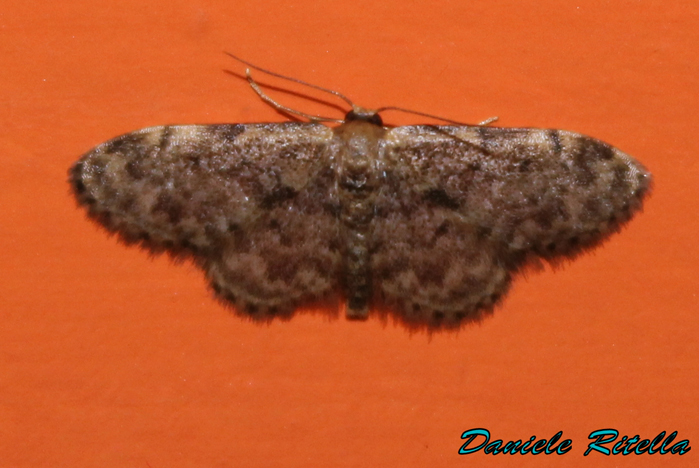 Richiesta identificazione!